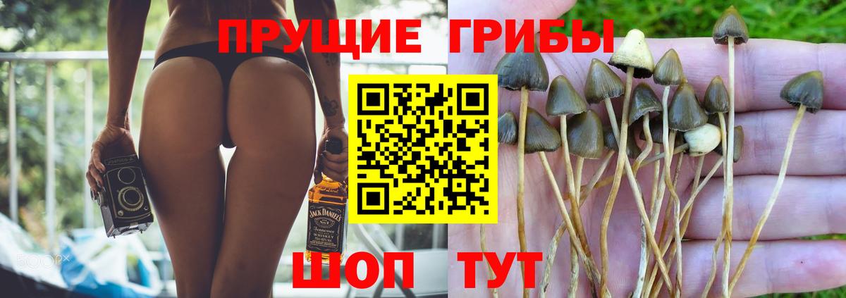 Галлюциногенные грибы мицелий  Вход с VPN  Галлюциногенные грибы GOLDEN TEACHER  Кингисепп 